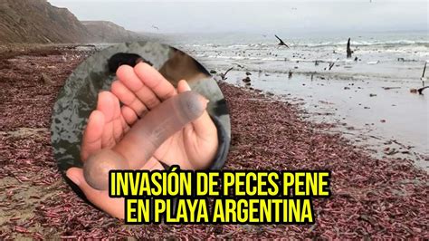 penes en la playa|Pajas y Mas • The Piemel.